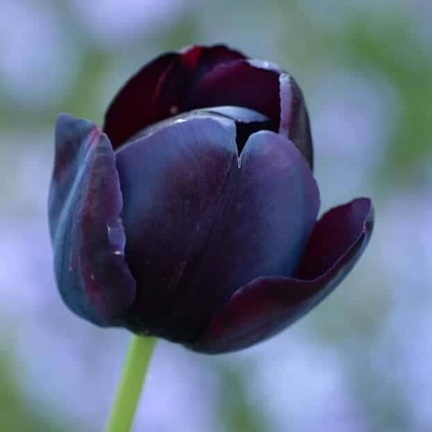 Tulipe-noire-e1662930053805.jpeg