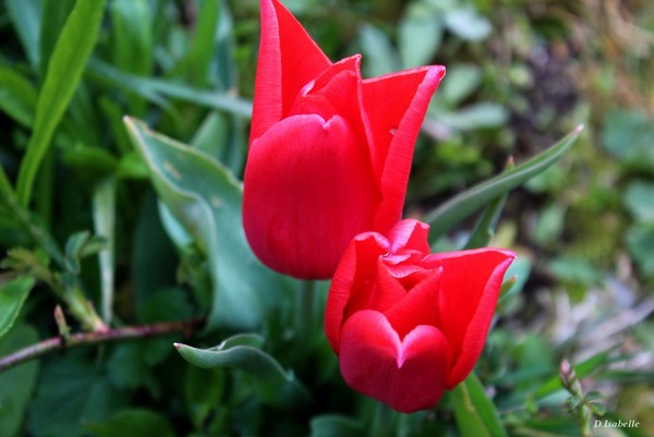 Tulipes.jpg
