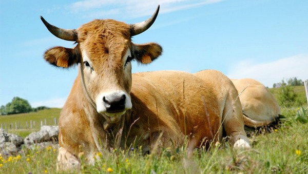 vache-race-aubrac.jpg