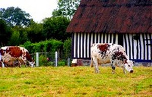 vaches_normandes.jpg