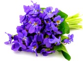 Violette.jpg