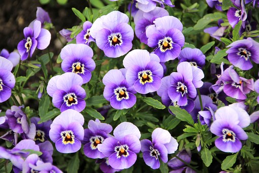 violettes.jpg