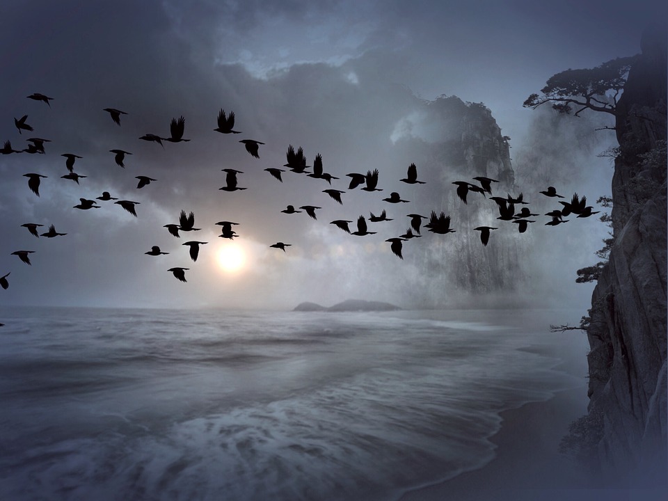 vos d'oiseaux.jpg