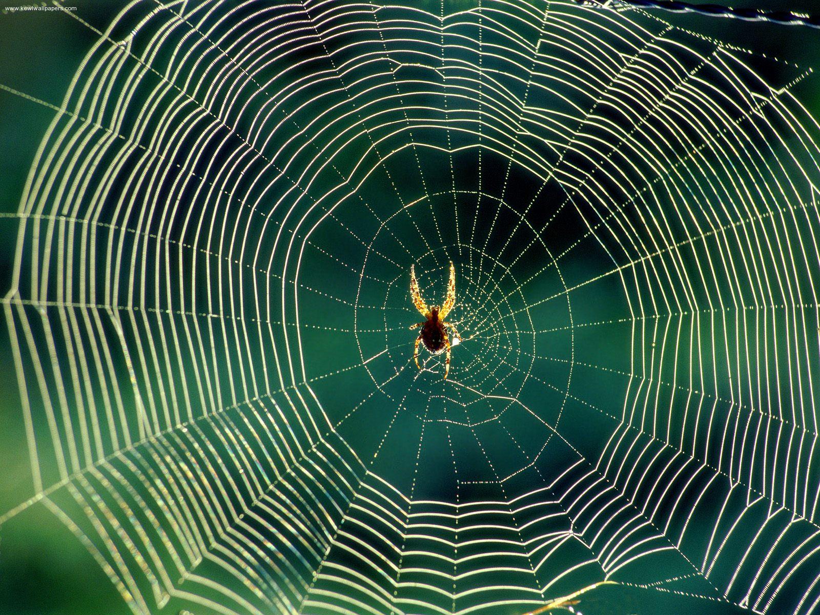 waiting_spider_web.jpg