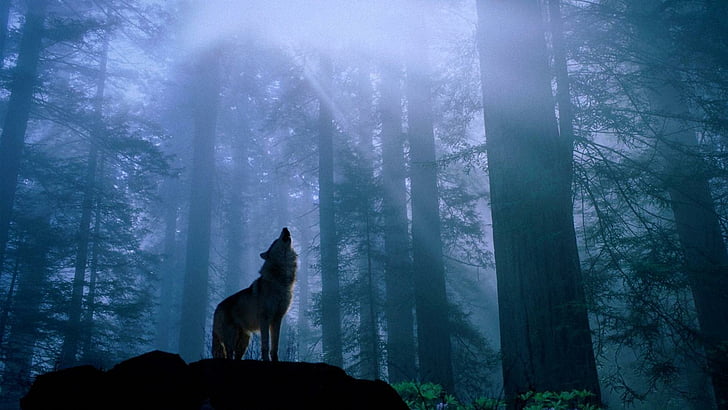 wolf-twilight-forest-darkness-wallpaper-preview.jpg